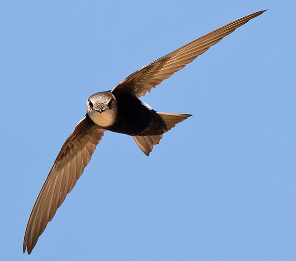 Horus Swift in flight
